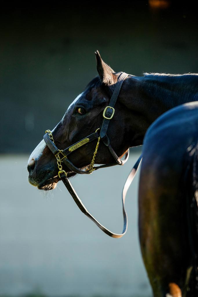 A side view of Lava Man. (Eclipse Sportswire/Alex Evers)
