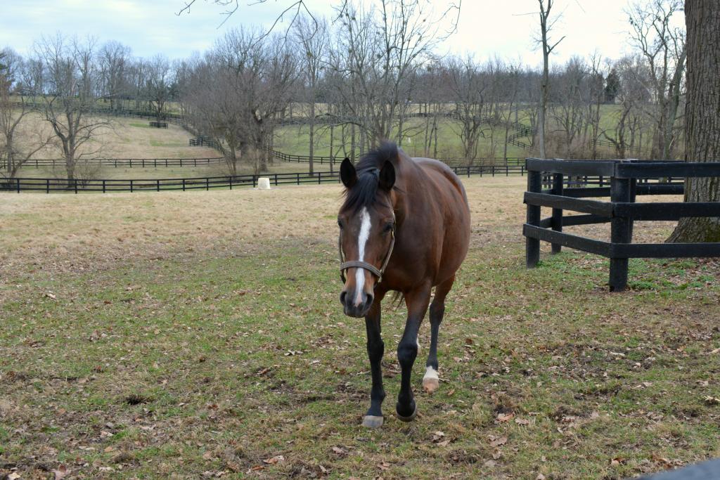 Wise Dan's half-sister by Afleet Alex, Afleeting Lisa. (Christina Moore/America's Best Racing)