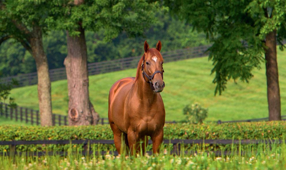 Animal Kingdom (Photo courtesy of Godolphin)