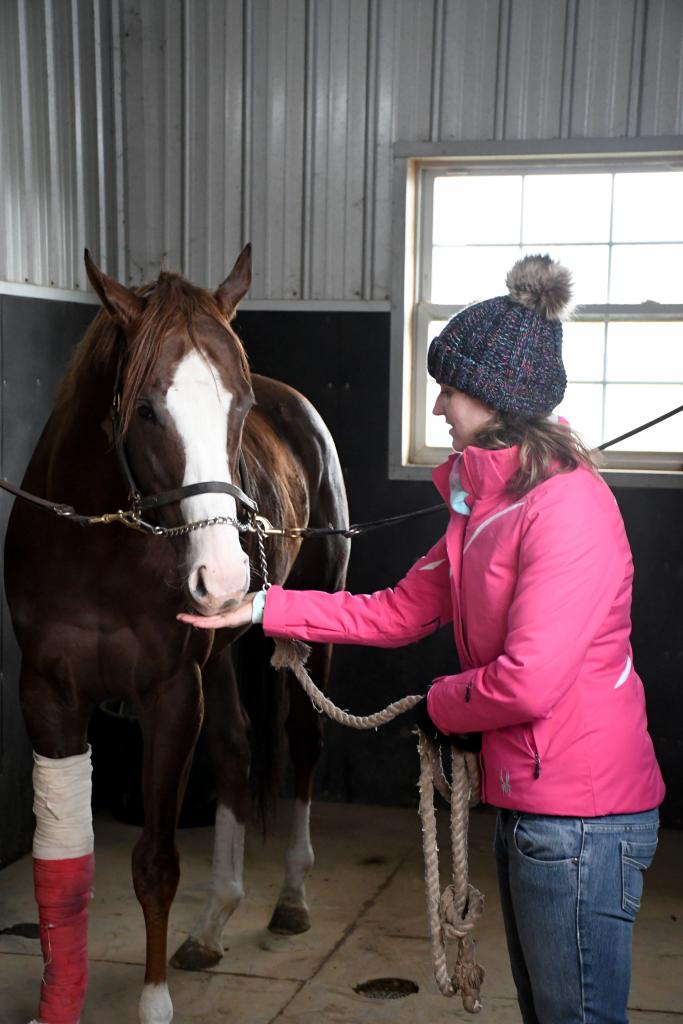 Changing a bandage on London House at New Vocations. Starting the bandage change with a mint. (Melissa Bauer-Herzog/America's Best Racing)