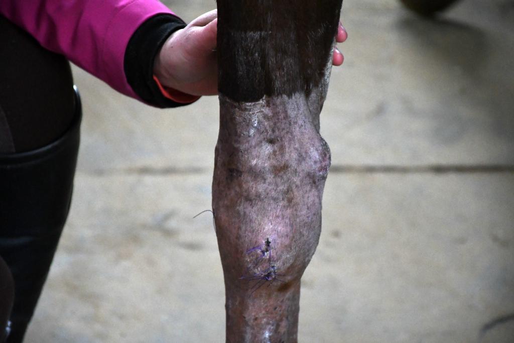 London's knee. (Melissa Bauer-Herzog/America's Best Racing)