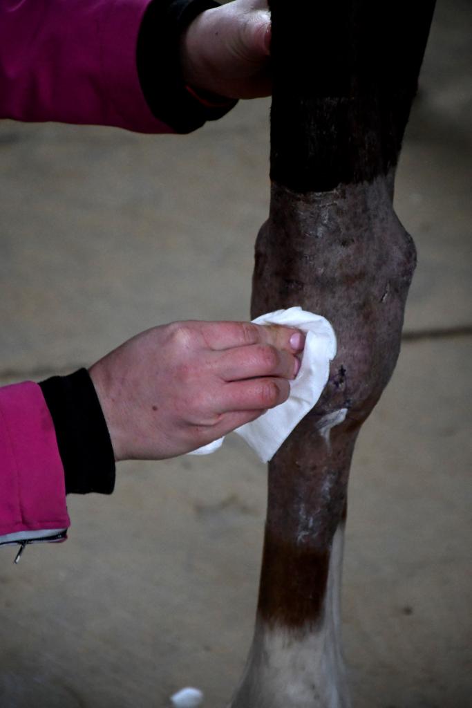 Cleaning up the surgical area. (Melissa Bauer-Herzog/America's Best Racing)