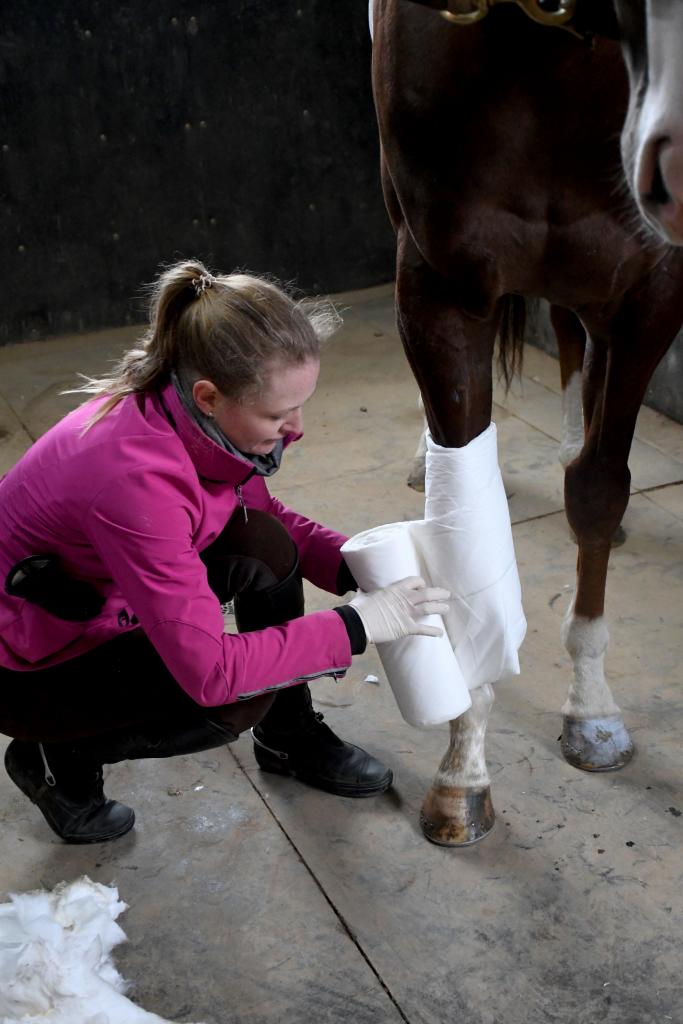 London gets his new bandage. (Melissa Bauer-Herzog/America's Best Racing)