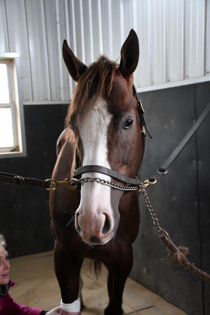 London enjoying the extra attention. (Melissa Bauer-Herzog/America's Best Racing)