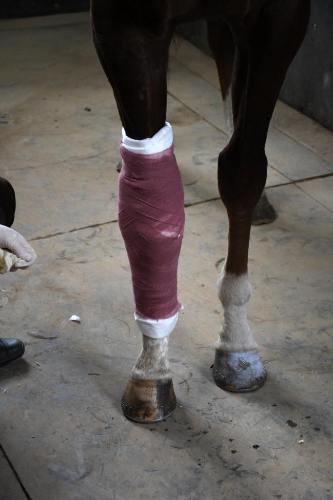 There are multiple layers that go on the bandage. The vet wrap holds the cotton in place.  (Melissa Bauer-Herzog/America's Best Racing)