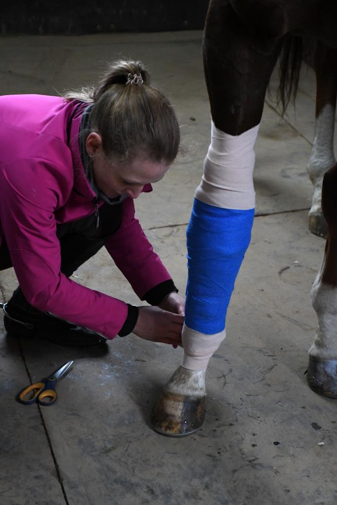 London showing his UK pride with his new bandage. (Melissa Bauer-Herzog/America's Best Racing)