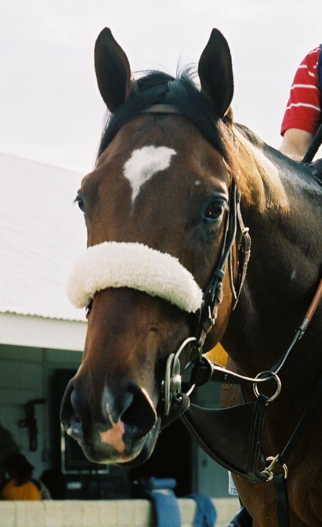 Futute Kentucky Derby winner Barbaro. (Carrie Curry photo)