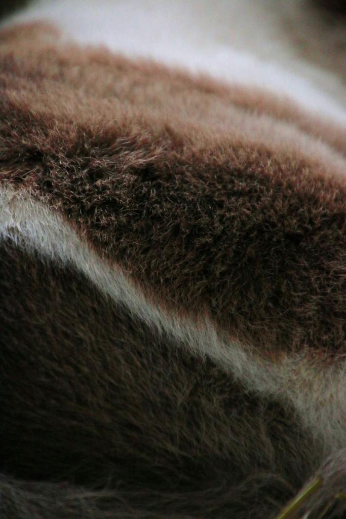Cannoli's patterns. (Julie June Stewart photo)