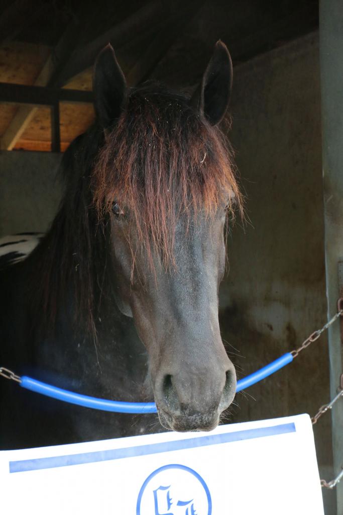 Check out his red highlights in his forelock. (Julie June Stewart photo)