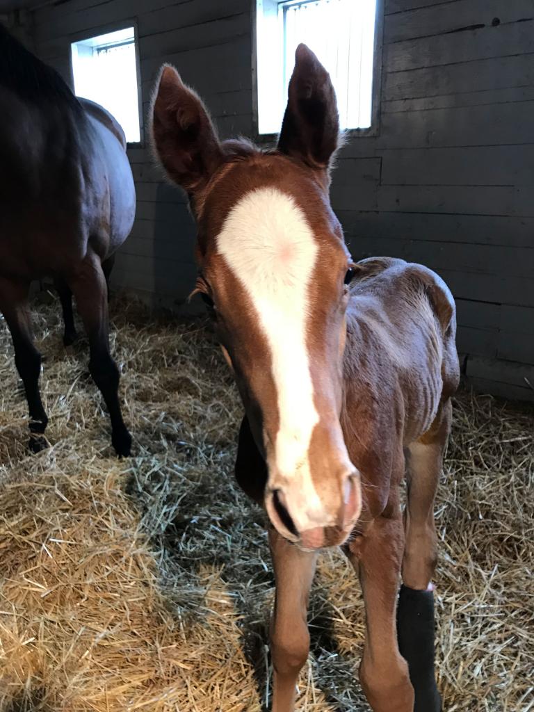 Dakota Gold as a foal. (Courtesy of New Hill Farm/Lili Kobielski)