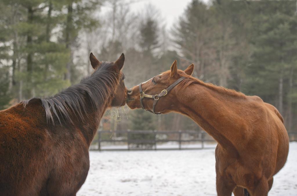  Driven by Success eats Midnight Secret's hay. (Connie Bush)