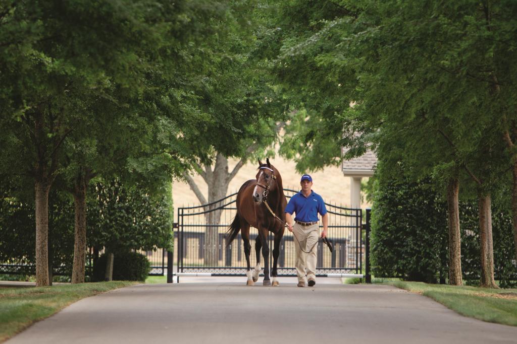 Photo courtesy of Godolphin