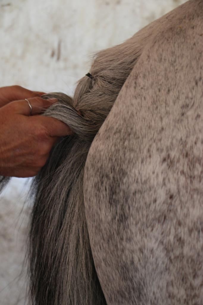 Liberty Bull's tail part way through the braiding process. 