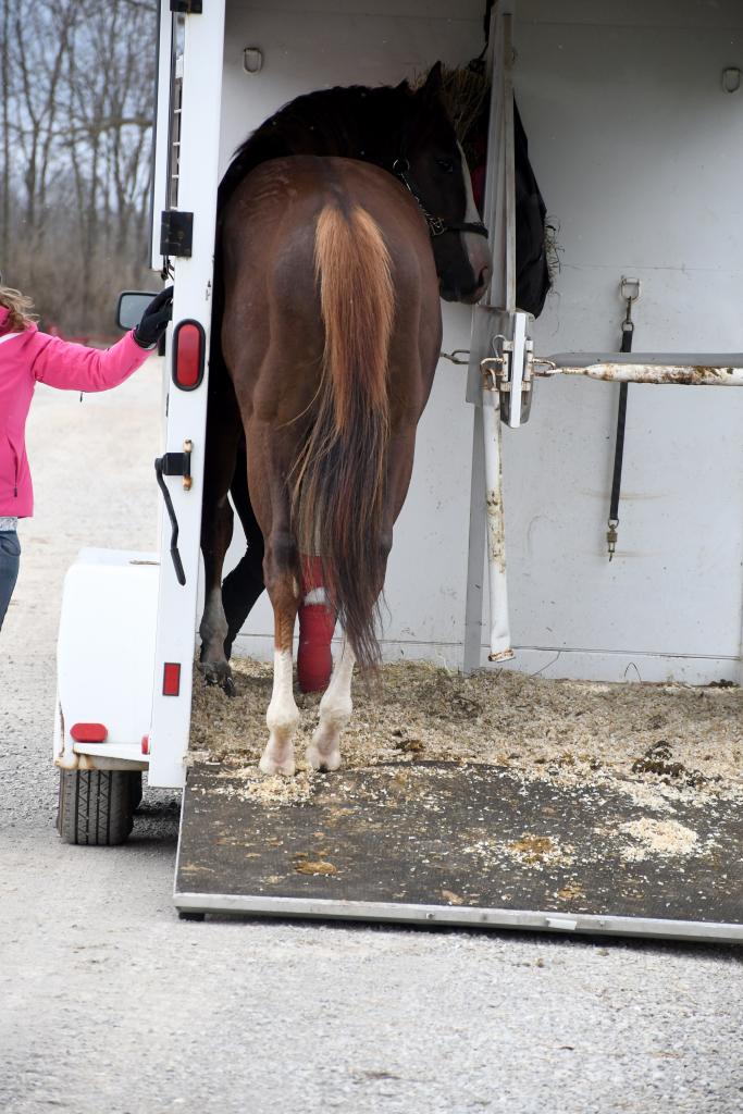 Arrival of London House at New Vocations’ Kentucky facility. (Melissa Bauer-Herzog/America's Best Racing)