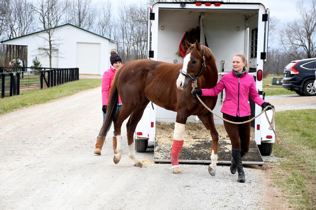 Arrival of London House at New Vocations’ Kentucky facility. (Melissa Bauer-Herzog/America's Best Racing)