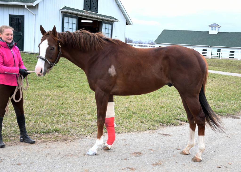 Arrival of London House at New Vocations’ Kentucky facility. (Melissa Bauer-Herzog/America's Best Racing)
