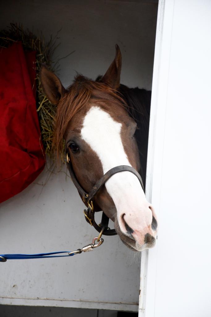 Arrival of London House at New Vocations’ Kentucky facility. (Melissa Bauer-Herzog/America's Best Racing)