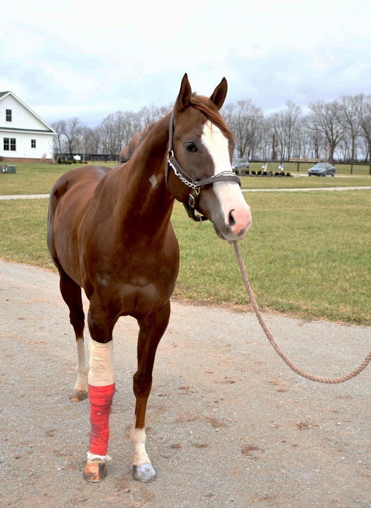 Arrival of London House at New Vocations’ Kentucky facility. (Melissa Bauer-Herzog/America's Best Racing)