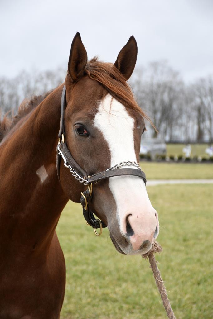 Arrival of London House at New Vocations’ Kentucky facility. (Melissa Bauer-Herzog/America's Best Racing)