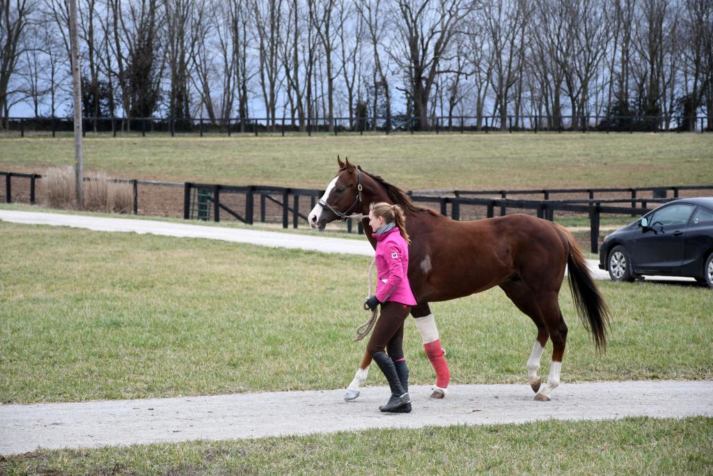 Arrival of London House at New Vocations’ Kentucky facility. (Melissa Bauer-Herzog/America's Best Racing)