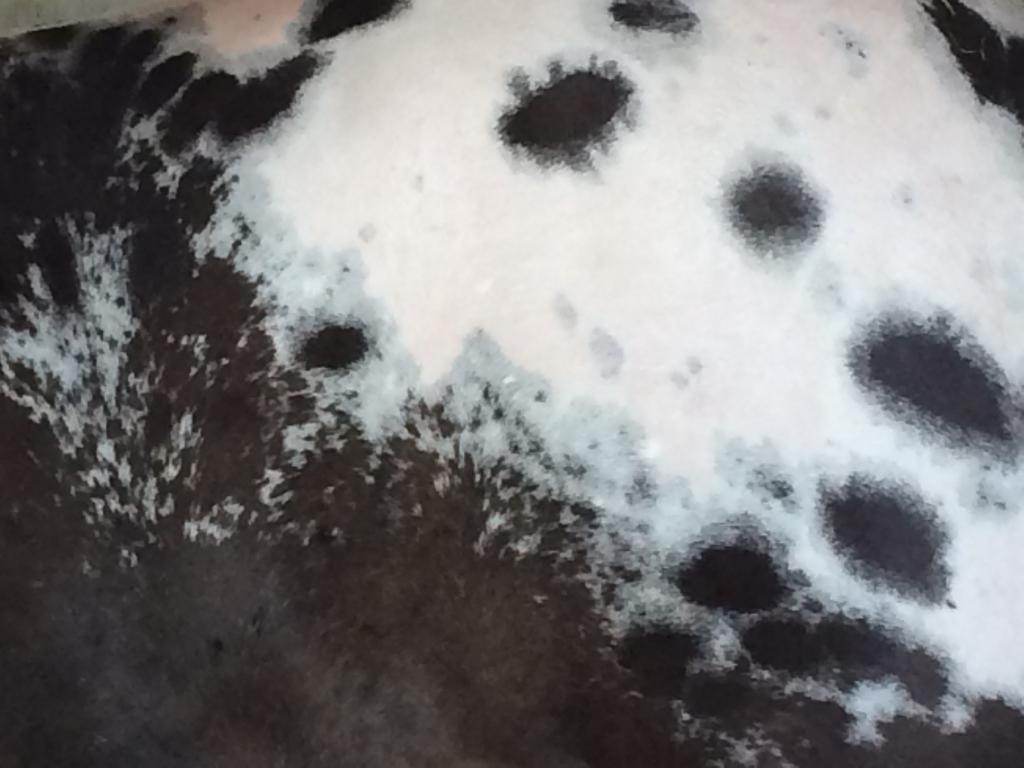 Harley’s spots. (Julie June Stewart photo)