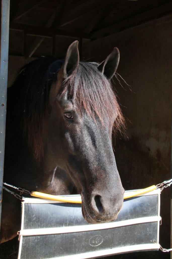 Stall contemplation. (Julie June Stewart photo)