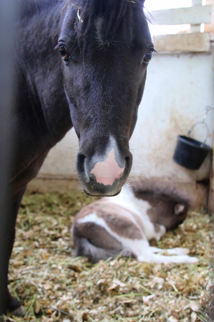 The lovely Snickers is learning how to trust people again and stands close by to let her foal sleep. (Julie June Stewart photo)