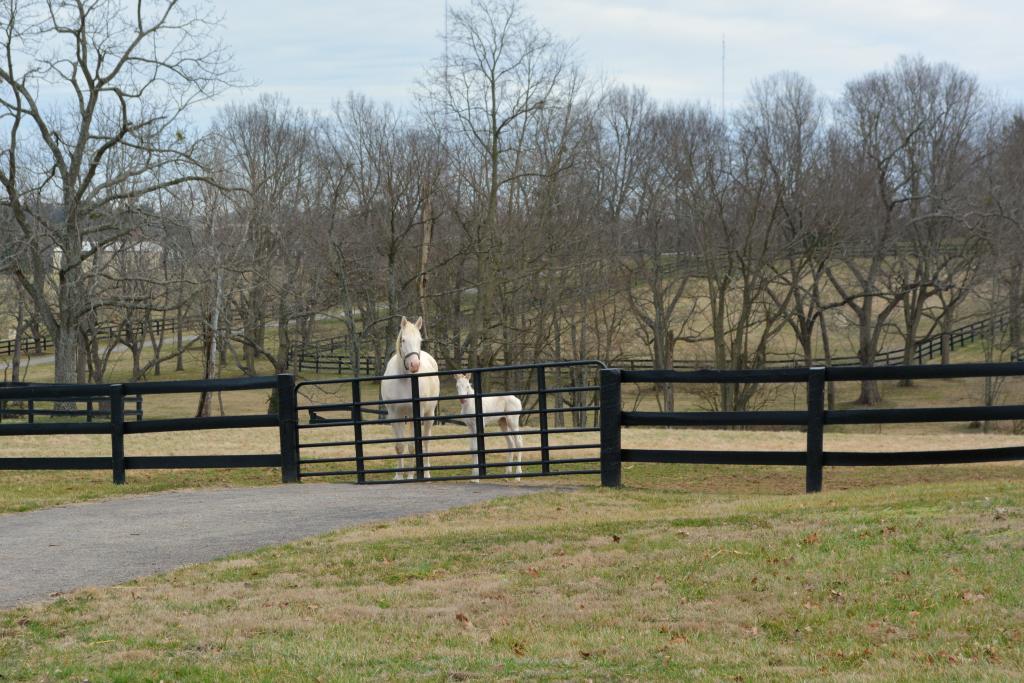Beautiful Devil and her filly await visitors. (Christina Moore/America's Best Racing)