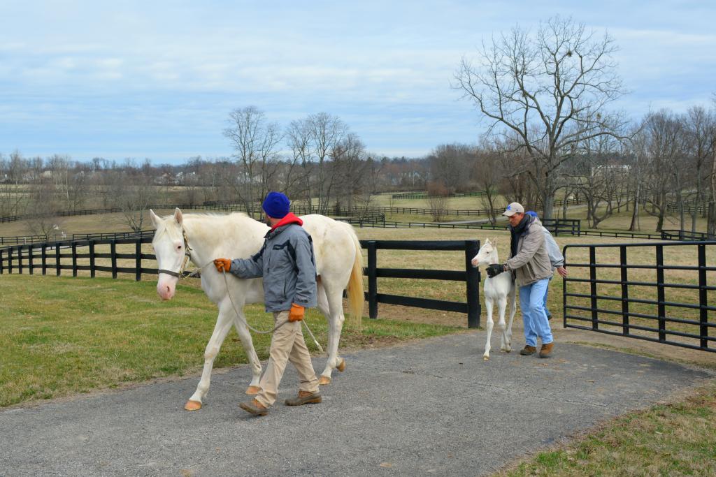 Mare and foal head to the barn. (Christina Moore/America's Best Racing)