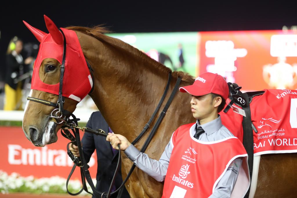 Derma Sotogake, second in the 2023 Longines Breeders’ Cup Classic (Eclipse Sportswire)