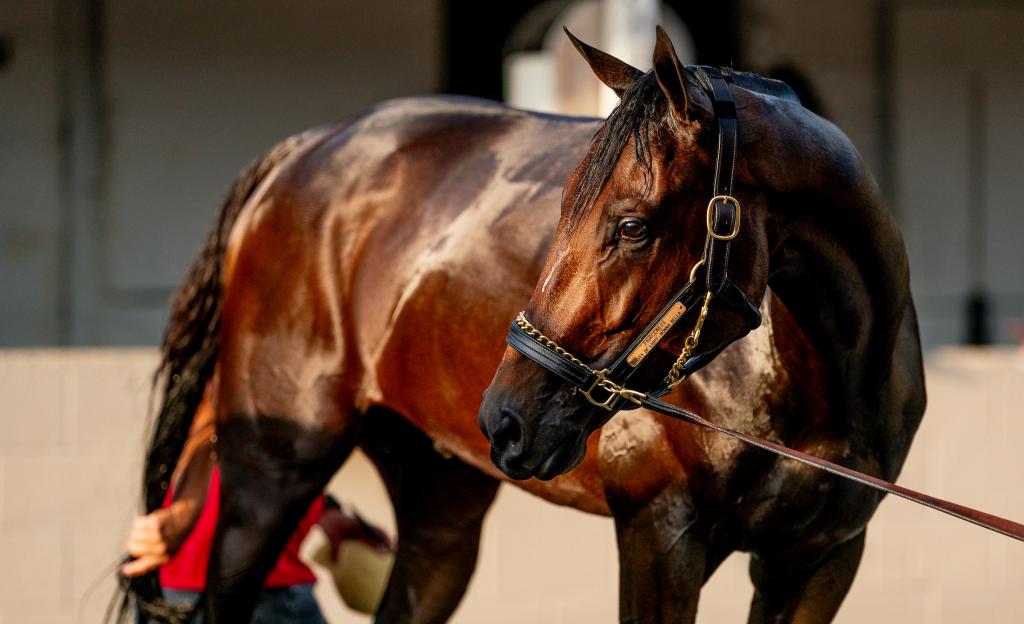 DraftKings Travers Stakes winner Fierceness, champion 2-year-old male of 2023 (Eclipse Sportswire)
