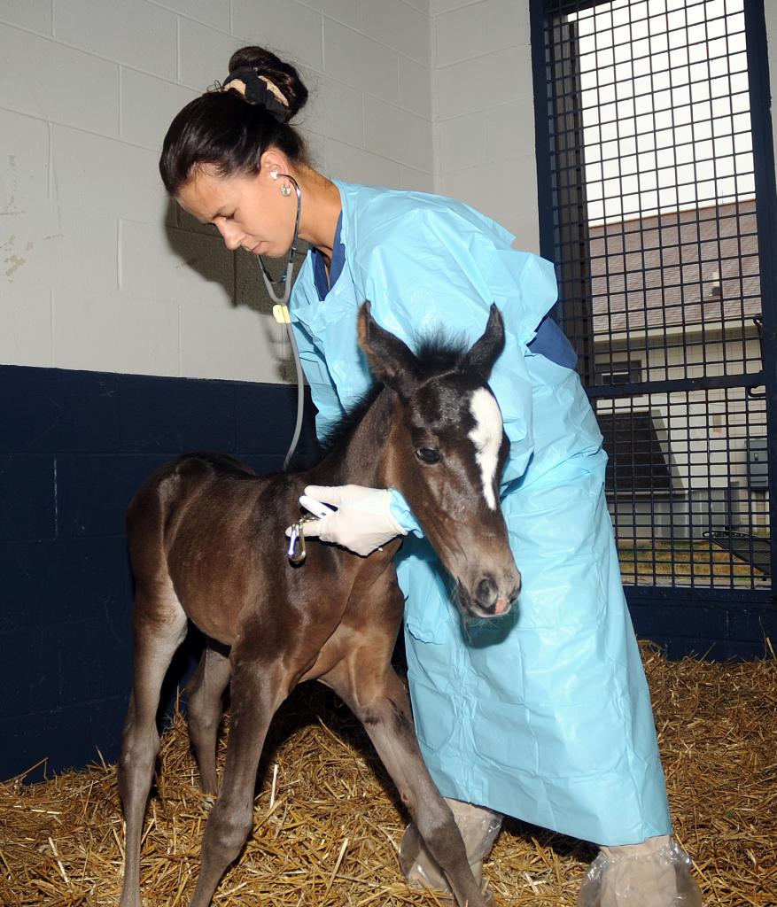 Examining a foal. (Courtesy of Hagyard Equine Medical Institute.)