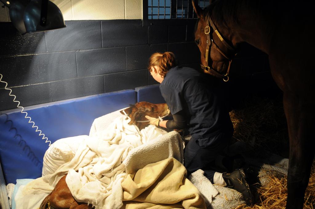 A foal in the Hagyard NICU with mare. (Courtesy of Hagyard Equine Medical Institute.)