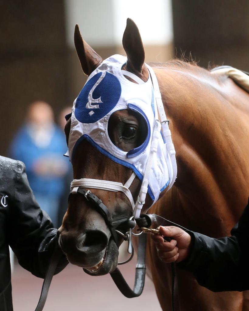 Jockey Club Gold Cup Stakes winner Highland Falls (Coady Photography)