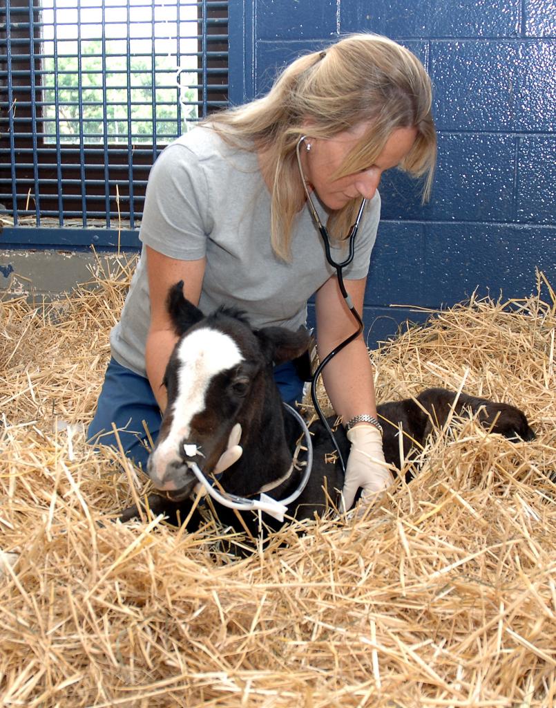 Neonatal exam at Hagyard. (Courtesy of Hagyard Equine Medical Institute.)