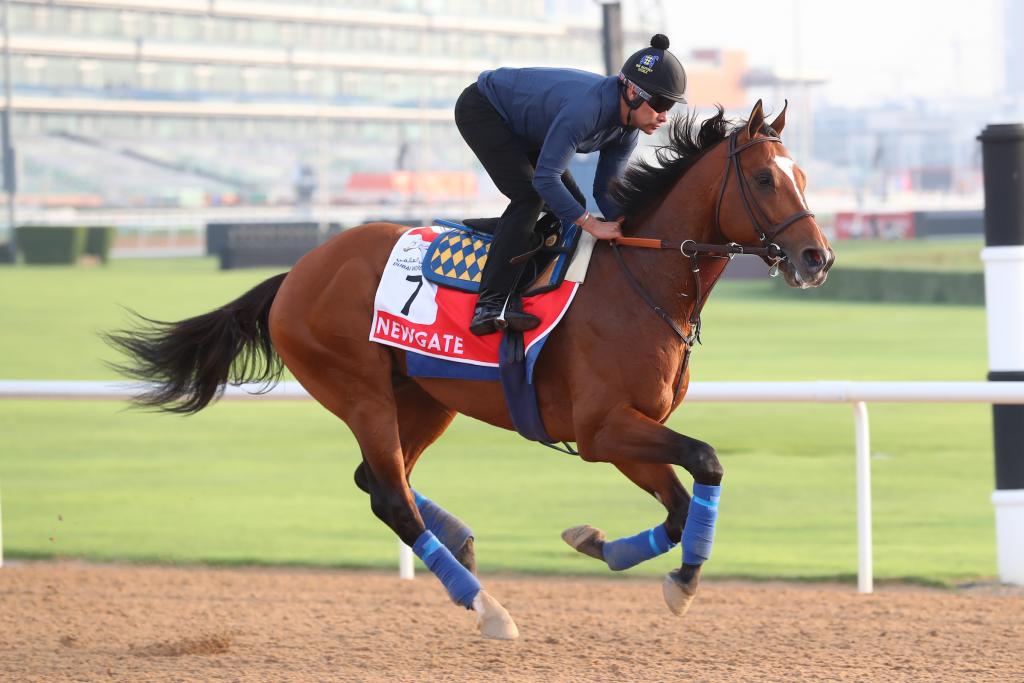 Santa Anita Handicap winner Newgate (Eclipse Sportswire)