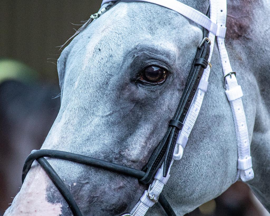 Brooklyn Stakes winner and marathon specialist Next (Eclipse Sportswire)