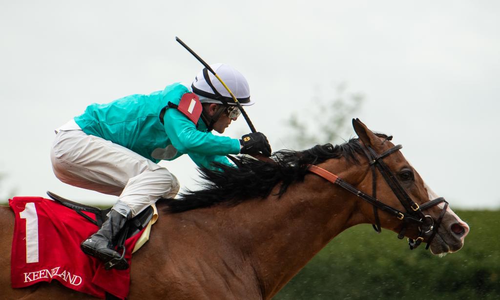 Pimlico Special Stakes winner Pyrenees (Eclipse Sportswire)