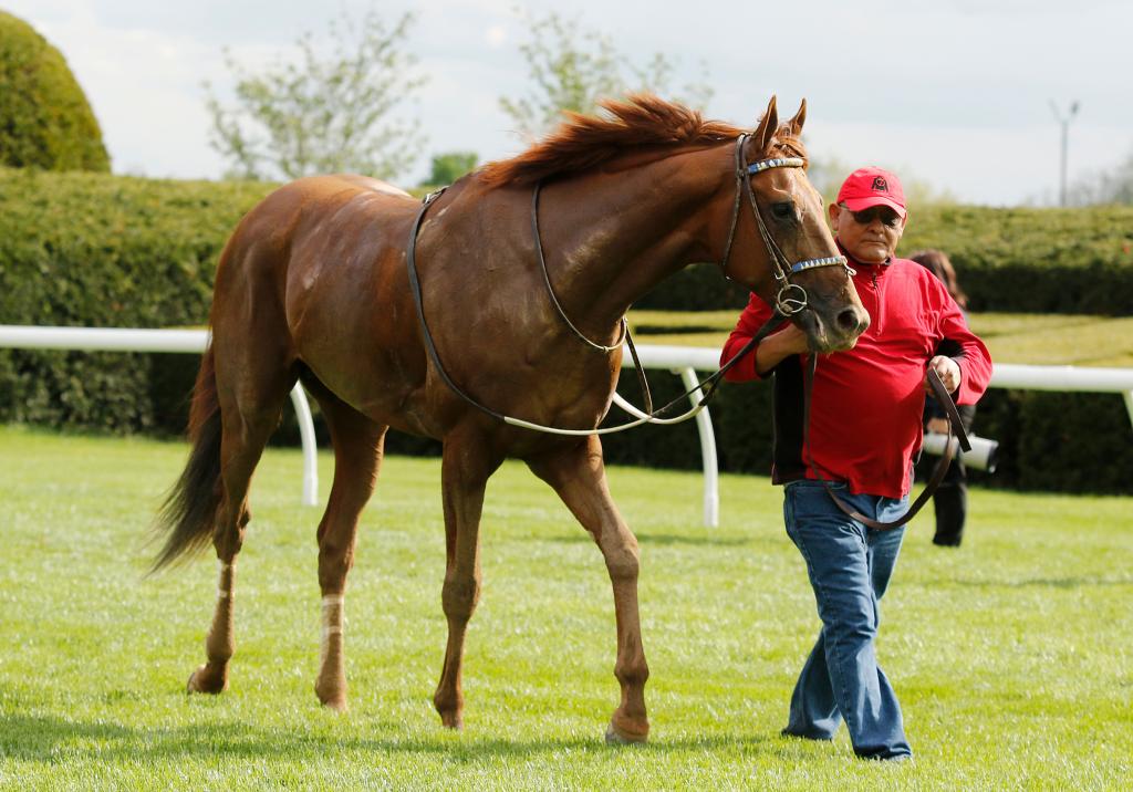 Millionaire and multiple graded stakes winner Rattle N Roll (Eclipse Sportswire)