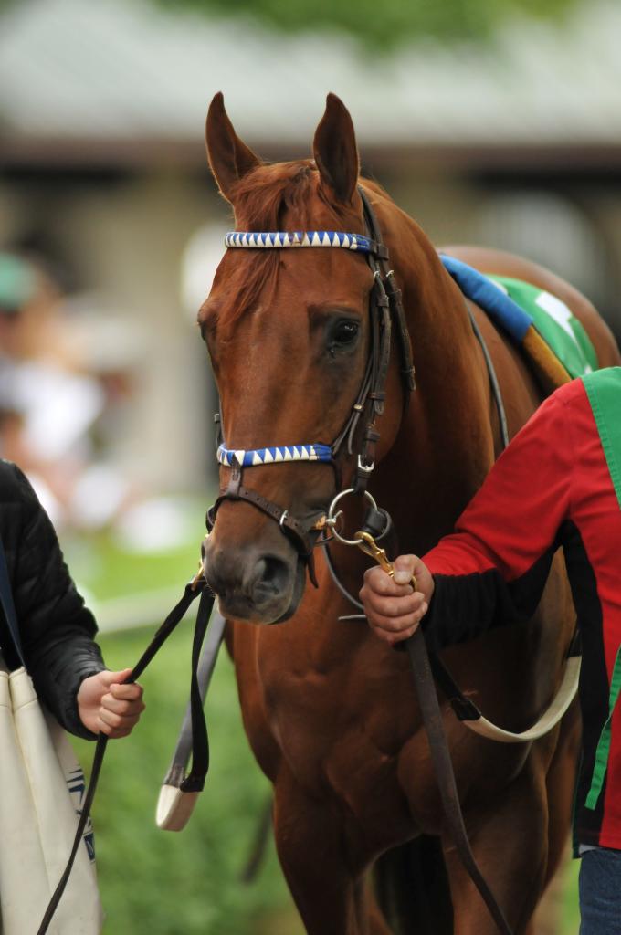 Millionaire and multiple graded stakes winner Rattle N Roll (Eclipse Sportswire)