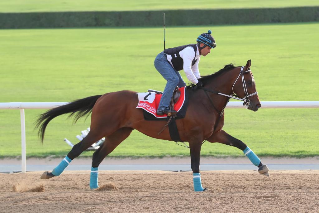 Saudi Cup winner Senor Buscador (Eclipse Sportswire)
