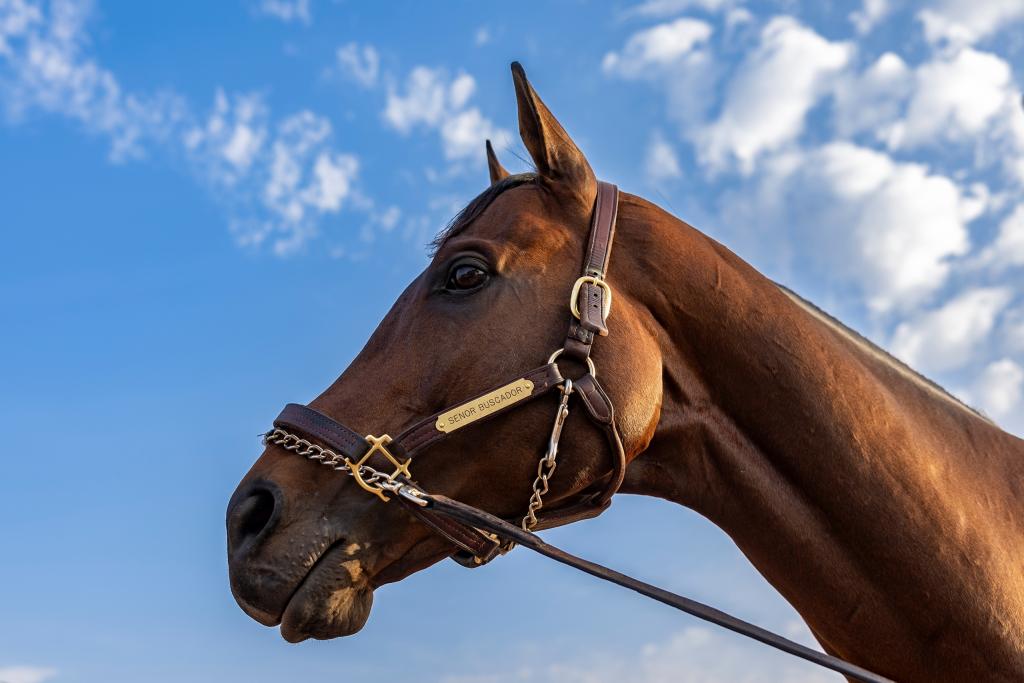 Saudi Cup winner Senor Buscador (Jockey Club of Saudi Arabia)