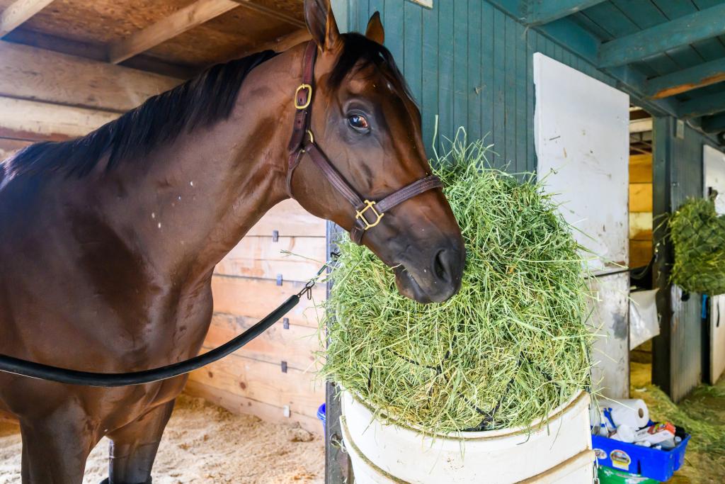 Saudi Cup winner Senor Buscador (Eclipse Sportswire)