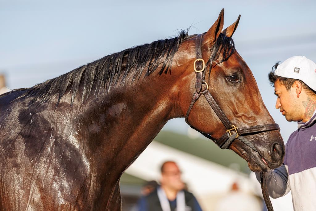 Kentucky Derby Presented by Woodford Reserve runner-up Sierra Leone (Heather Jackson/BloodHorse)