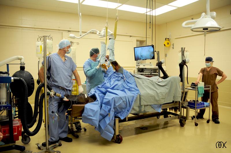 Surgery at Hagyard. (Courtesy of Hagyard Equine Medical Institute.)