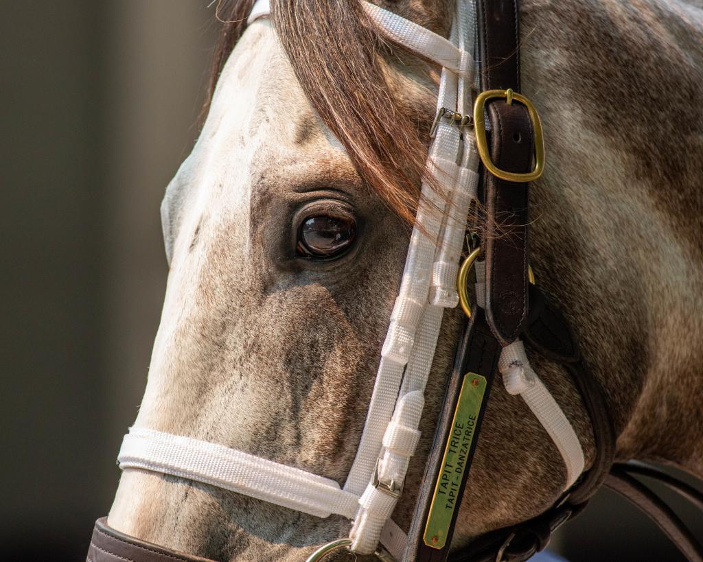 Woodward Stakes winner Tapit Trice (Eclipse Sportswire)