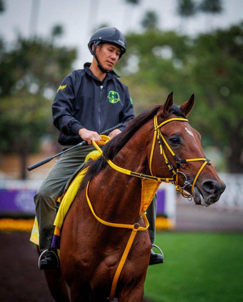 2023 Dubai World Cup Sponsored by Emirates Airline winner Ushba Tesoro (Eclipse Sportswire)