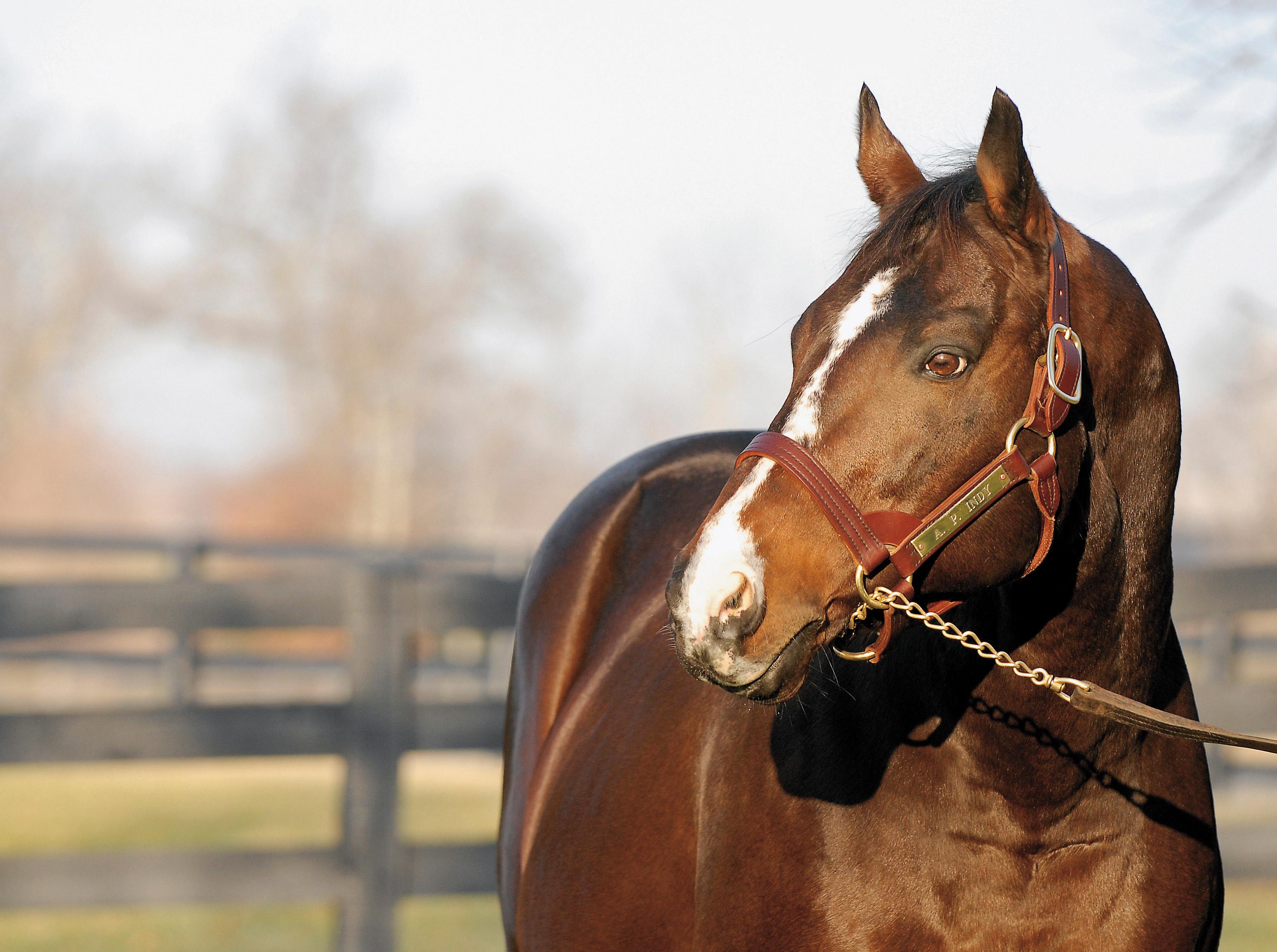 A.P. Indy at stud at Lane's End Farm.