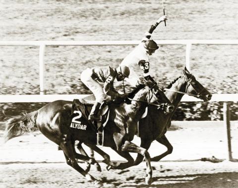 Alydar finishes second to Affirmed in the 1978 Belmont Stakes.