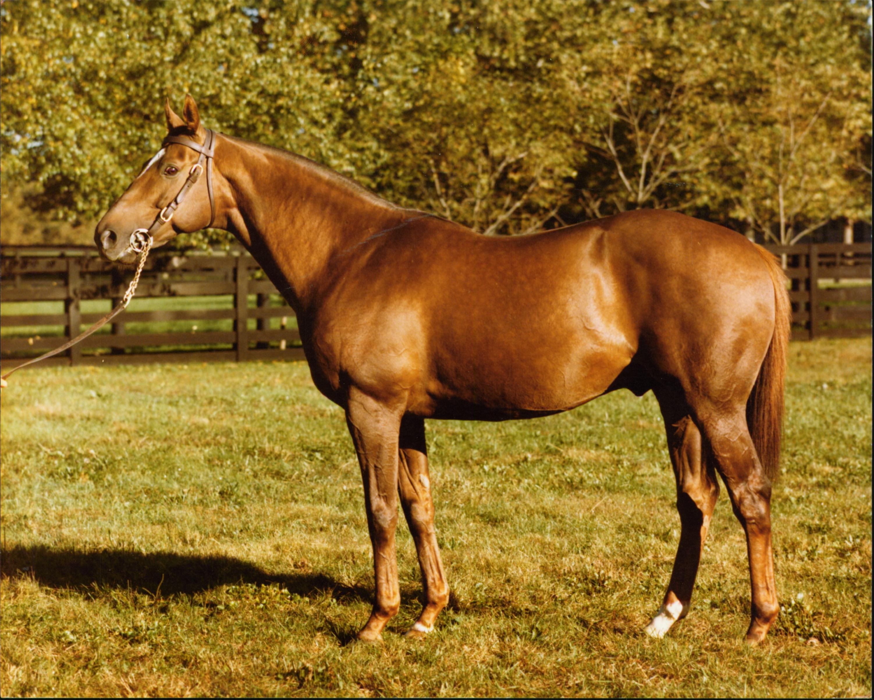 Arts and Letters' conformation photo